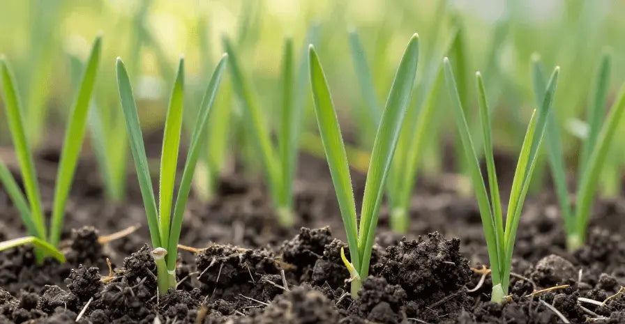 Germination de la pelouse