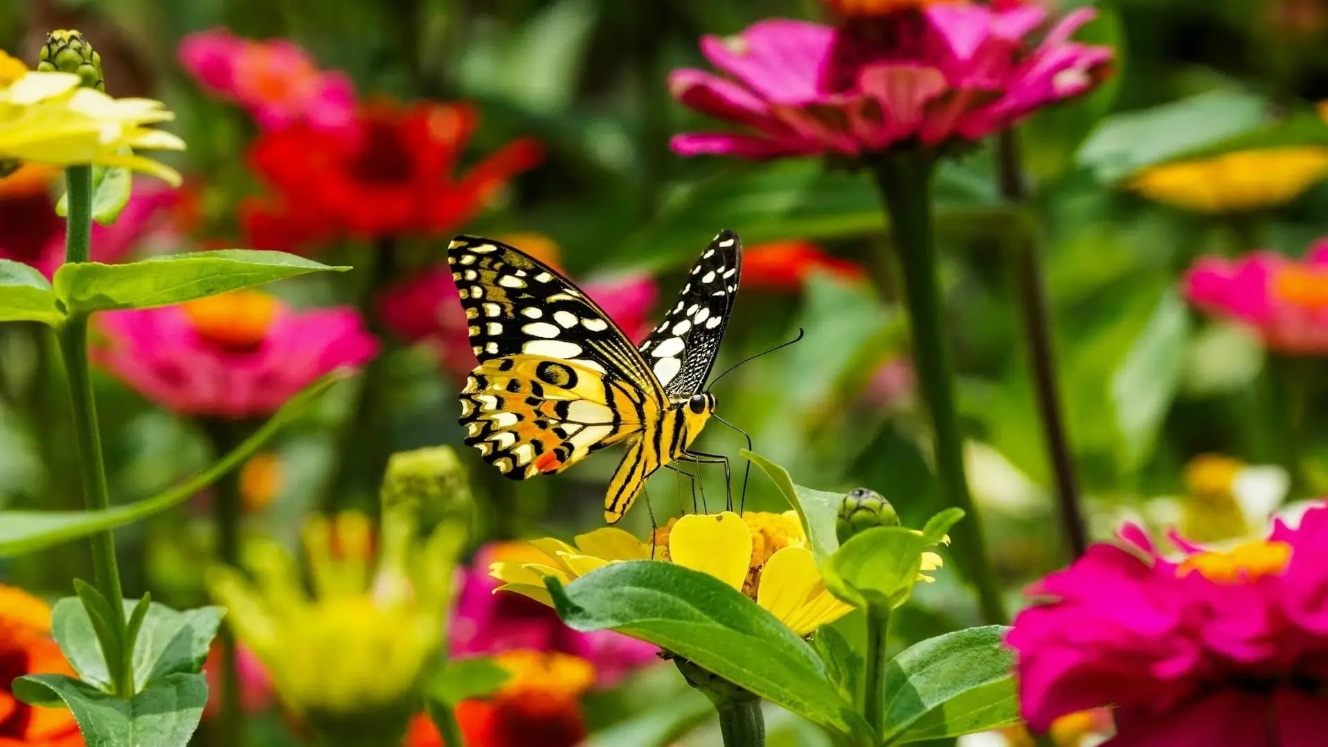 biodiversité dans un jardin