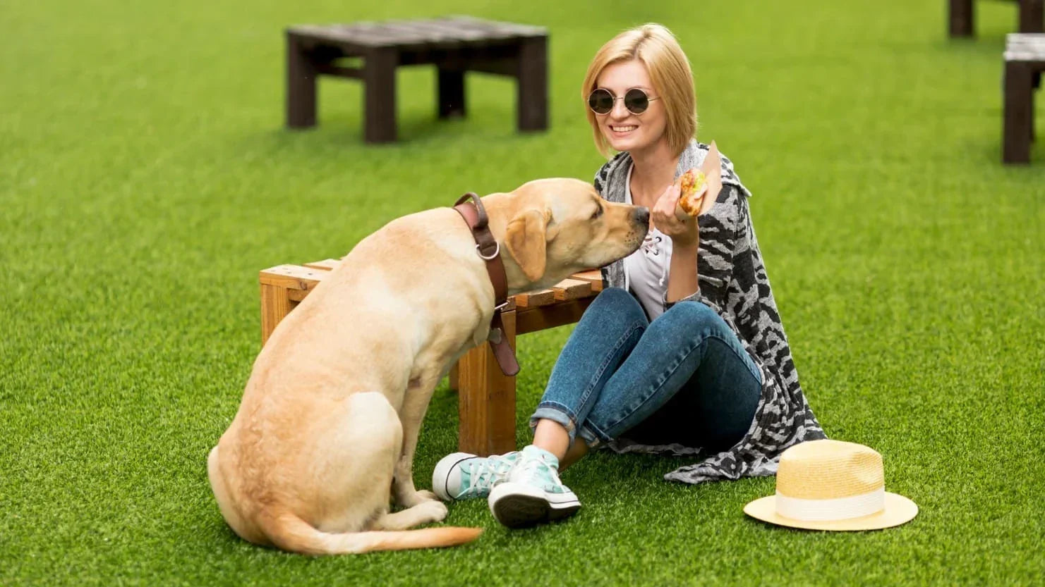 nettoyer l’urine de chien sur du gazon synthétique