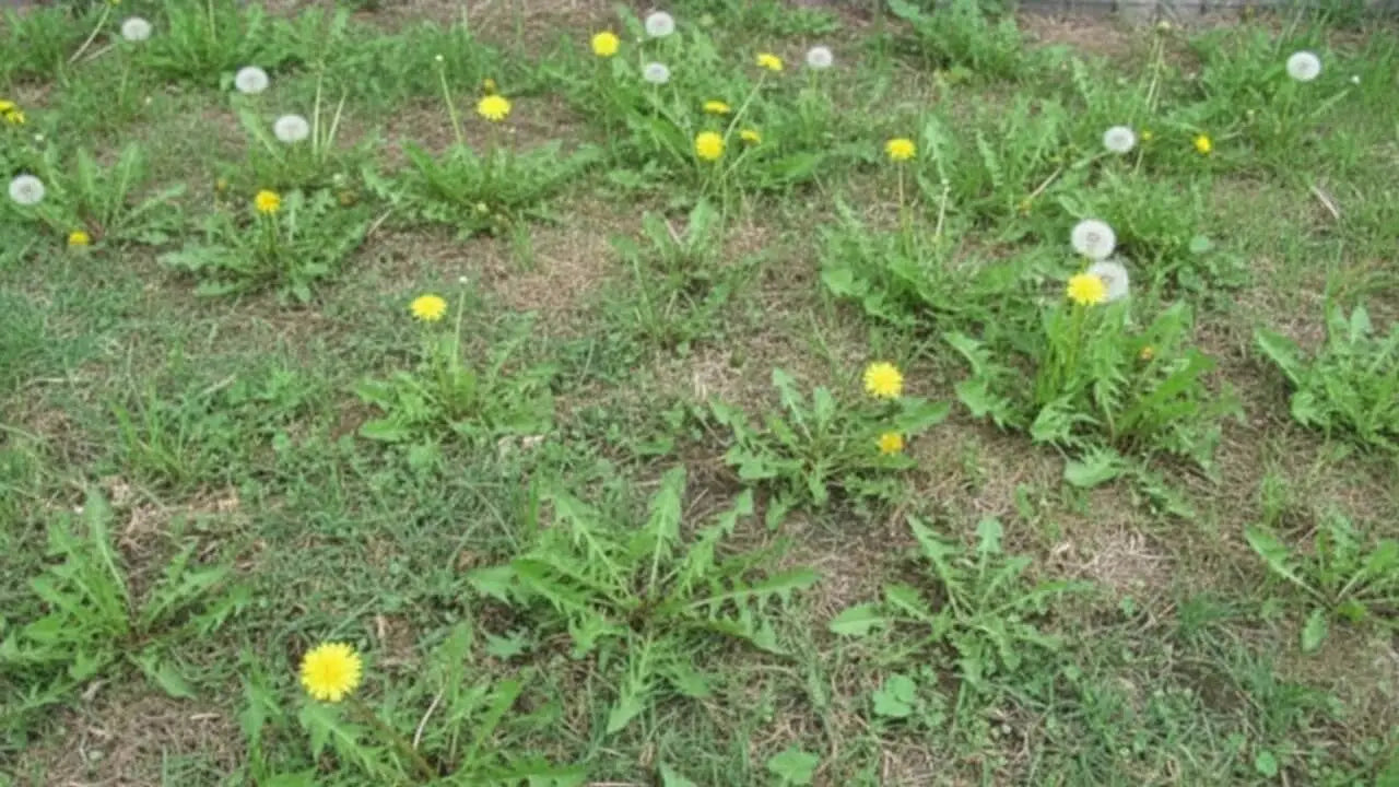 pissenlits dans la pelouse