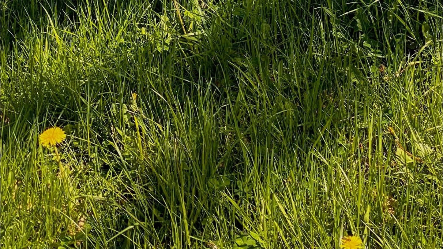 se débarrasser des mauvaises herbes définitivement
