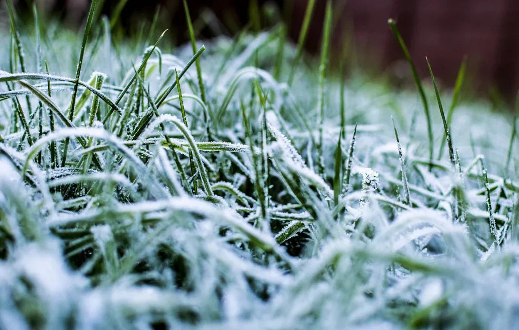 Tondre la pelouse en hiver : quand et comment le faire ?